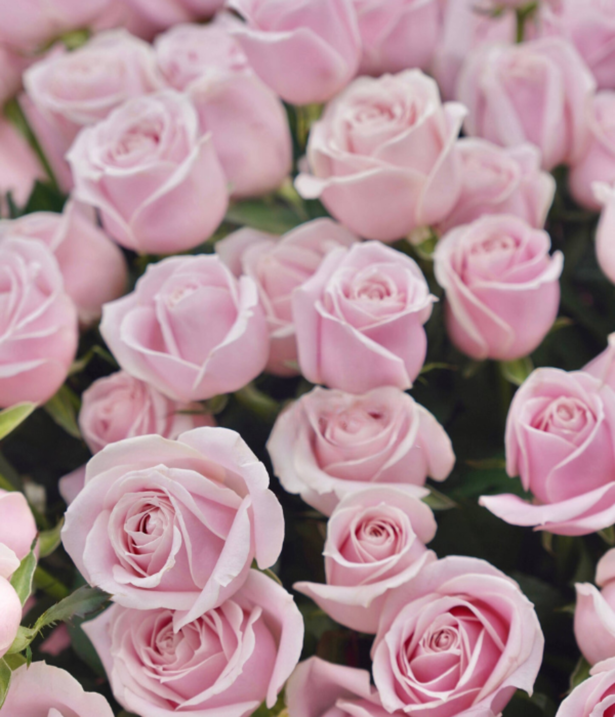 Pink Story  Premium Pink Roses
