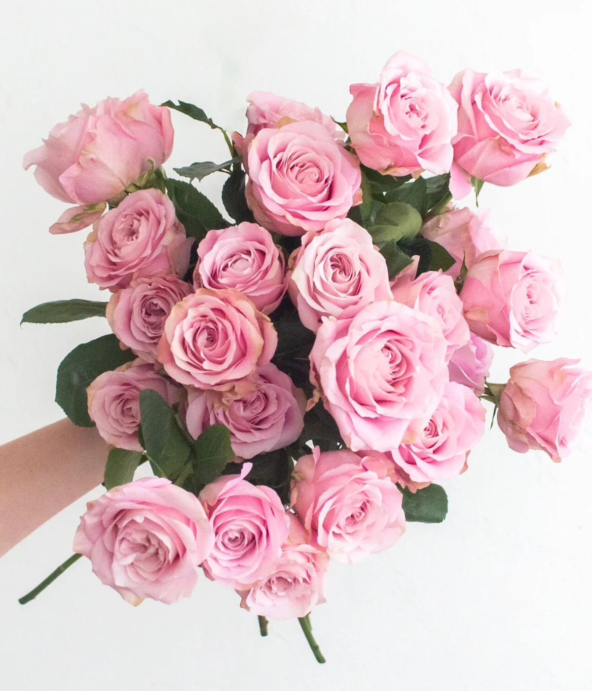 Pink Sweet for Love Rose