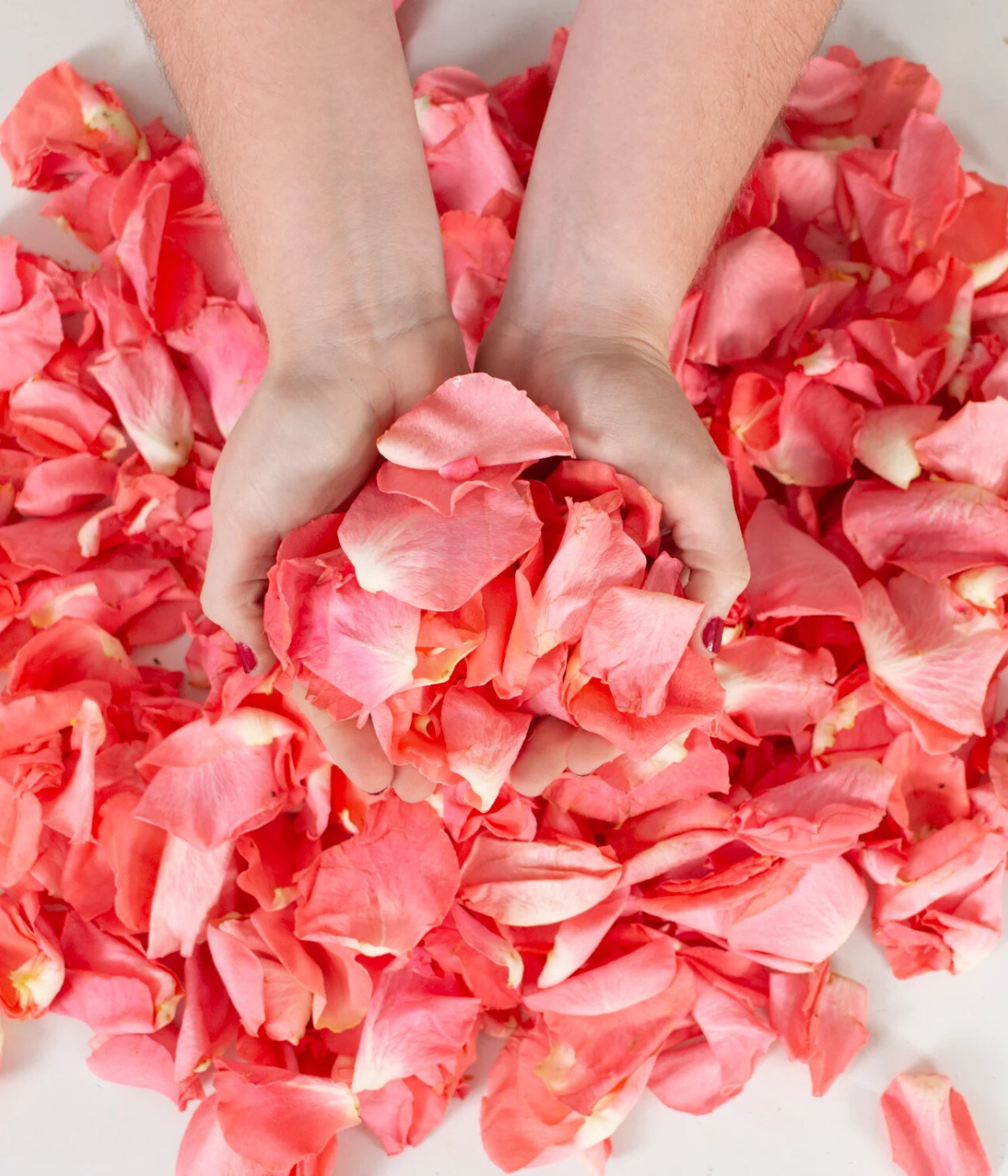 Coral Rose Petals