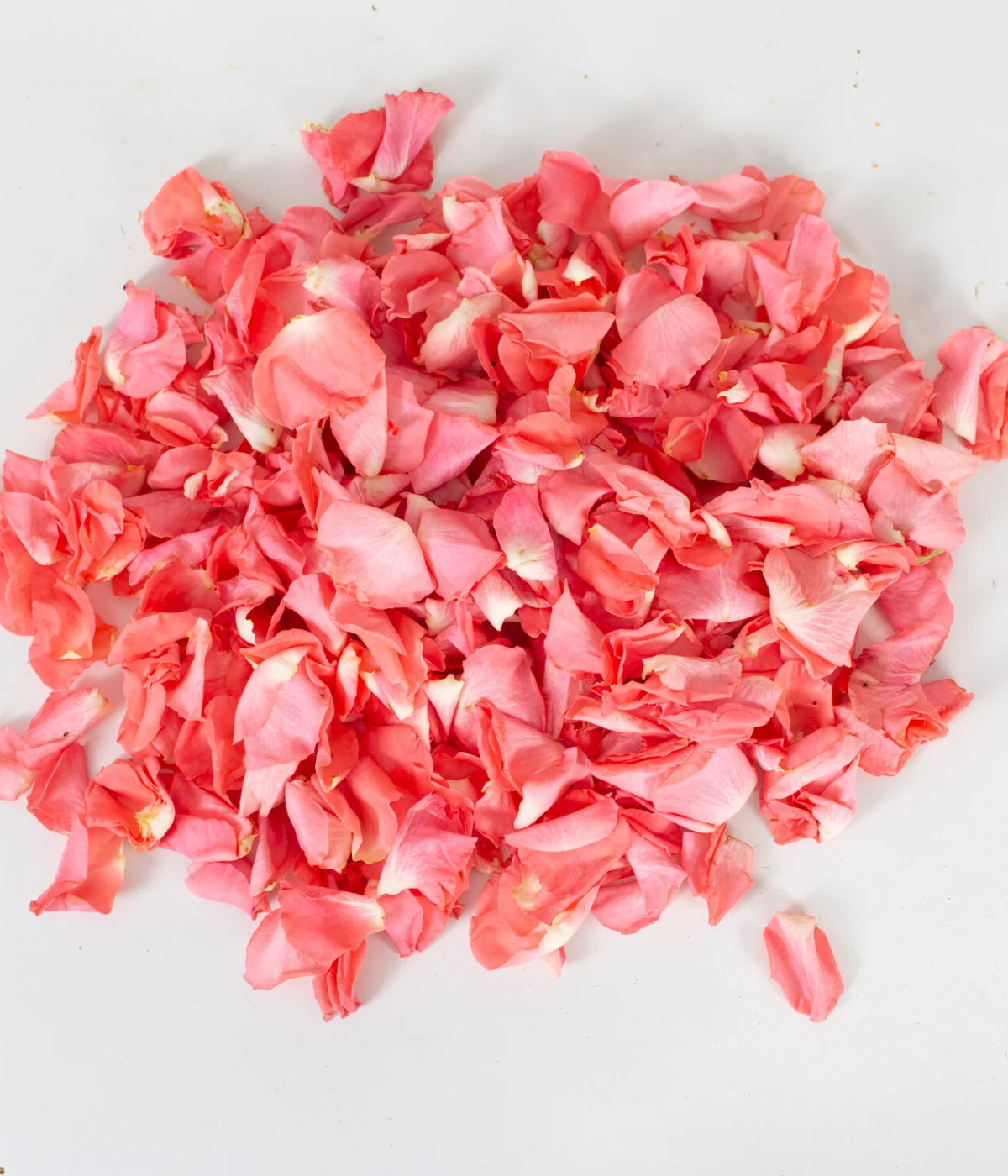 Coral Rose Petals