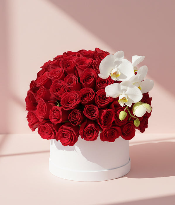 Red Velvet Orchid