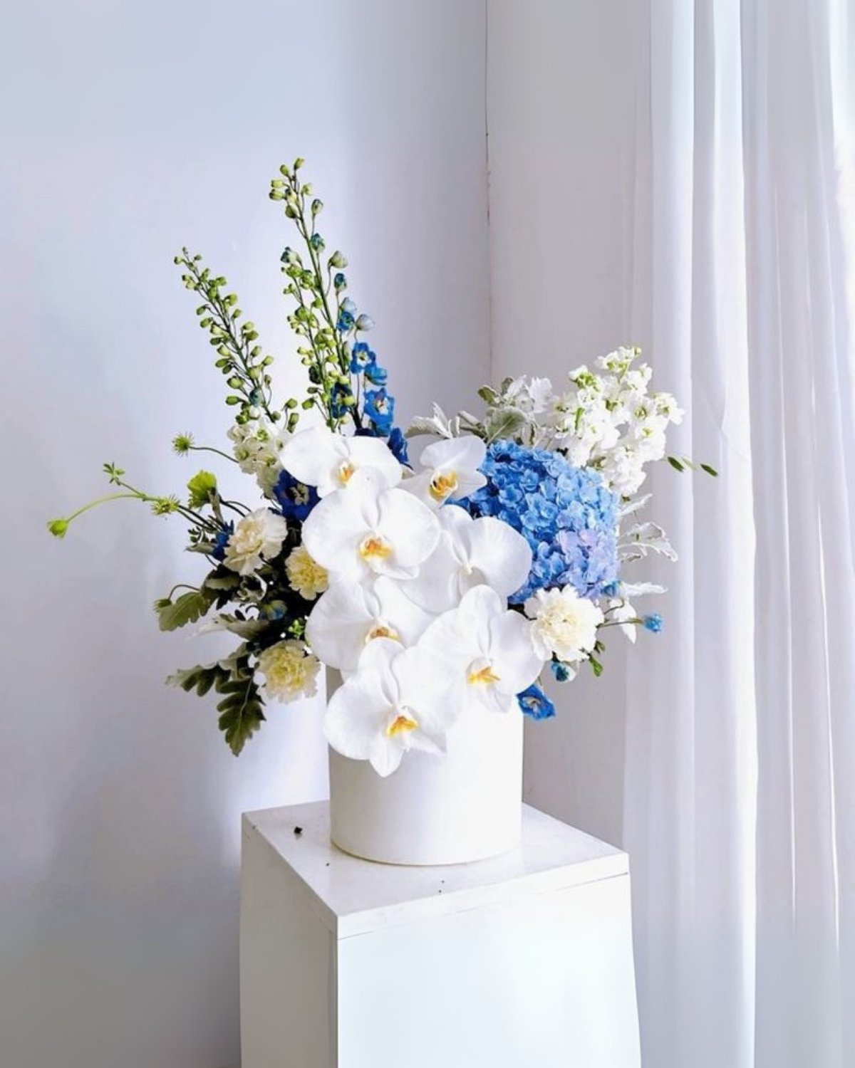 Phalanopsis arrangements