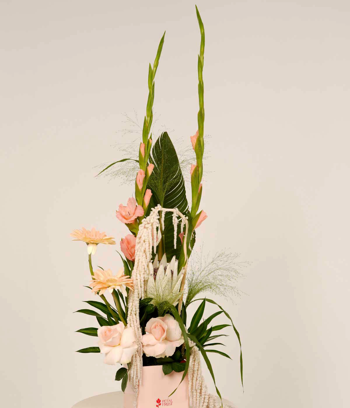 Gladiolus Panicum