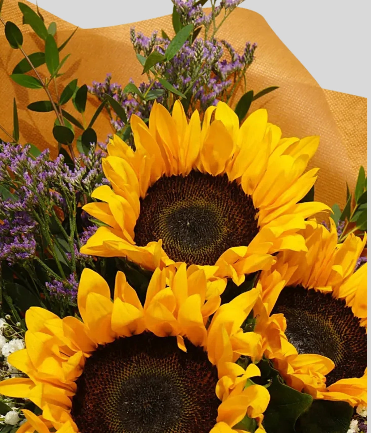 Mesmerizing Sunflowers Beautifully Tied Bouquet