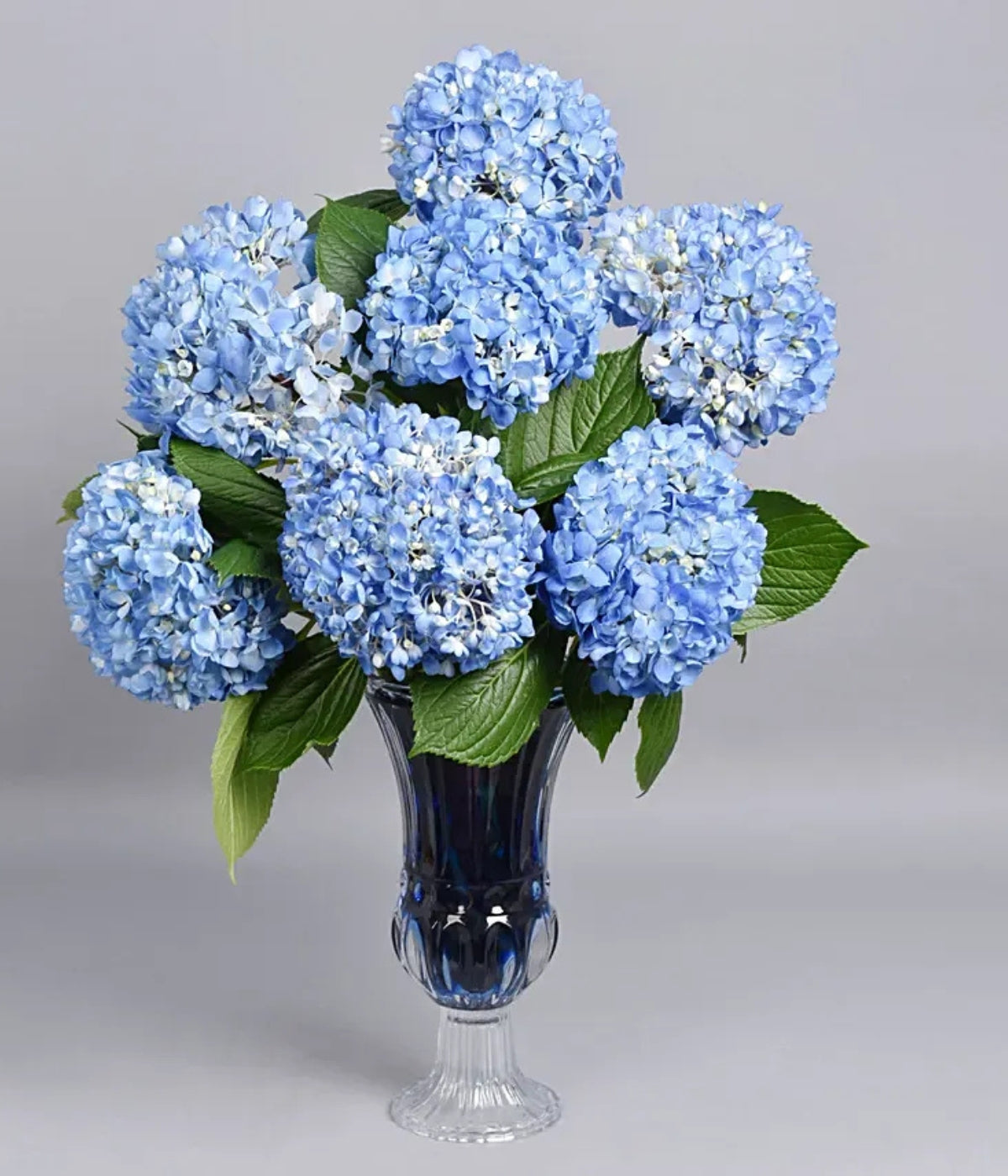 Hydrangea Grandeu