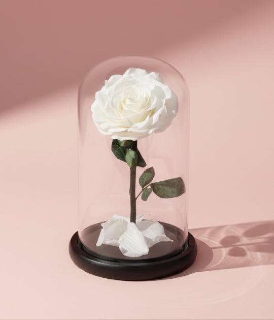 Forever White Rose (S)