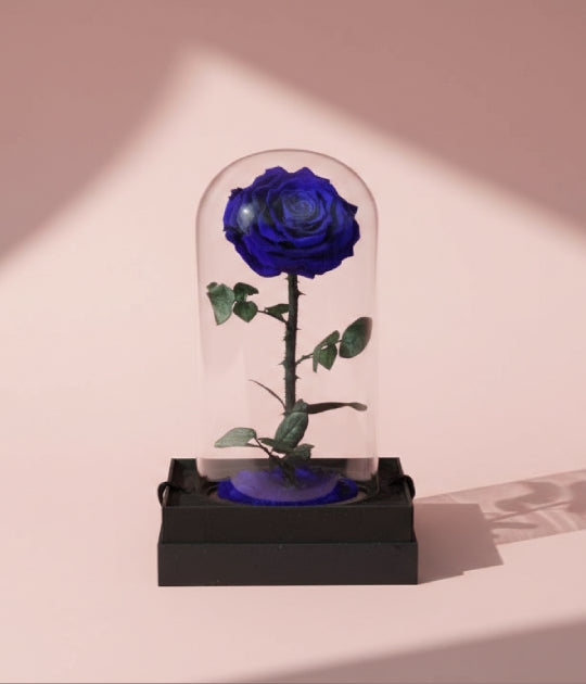 Forever Blue Rose (L)