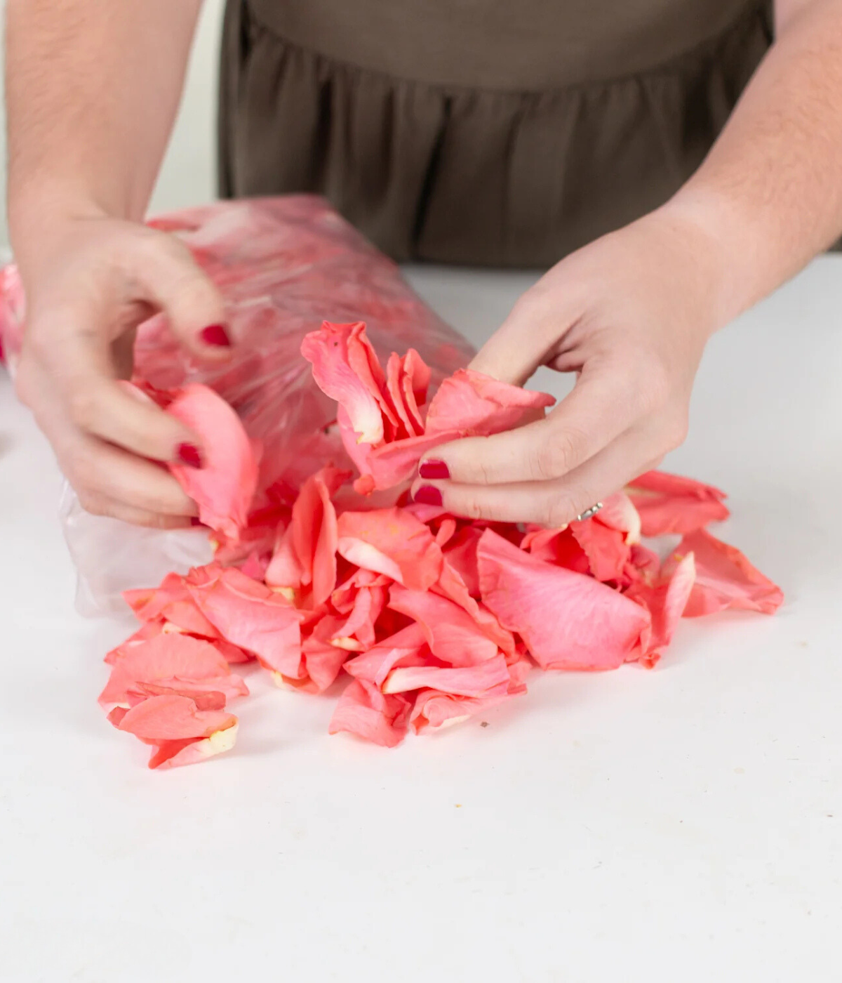 Coral Rose Petals