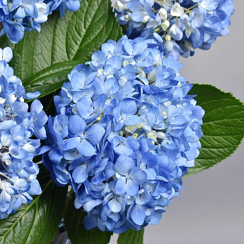 Hydrangea Grandeu