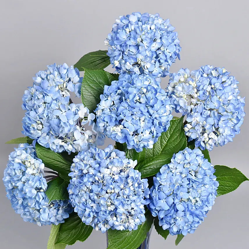 Hydrangea Grandeu