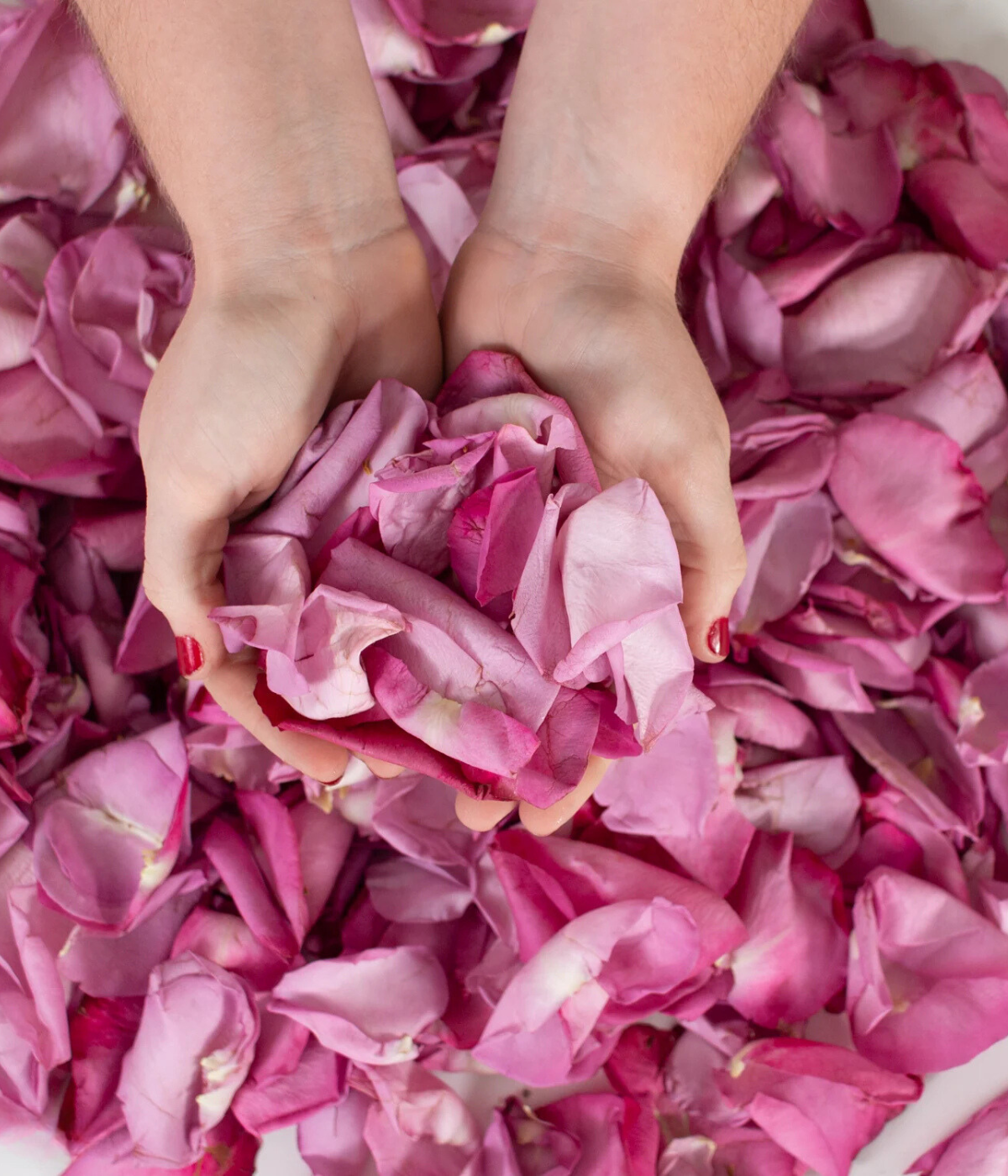 Lavender Rose Petals