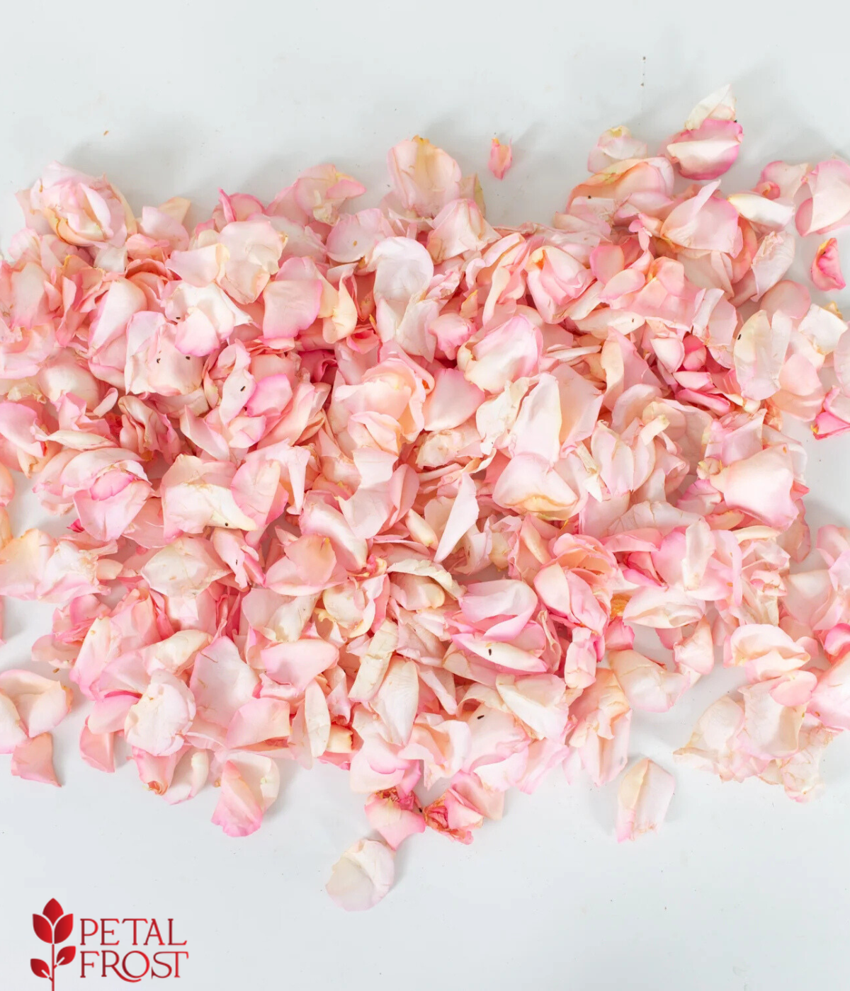 Light Pink Rose Petals