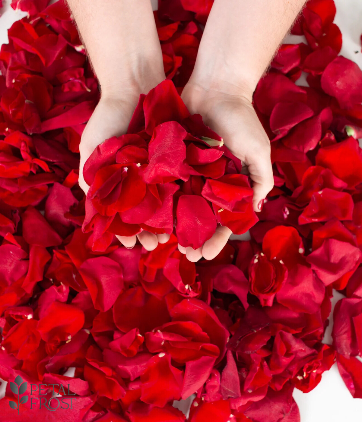 Red Rose Petals