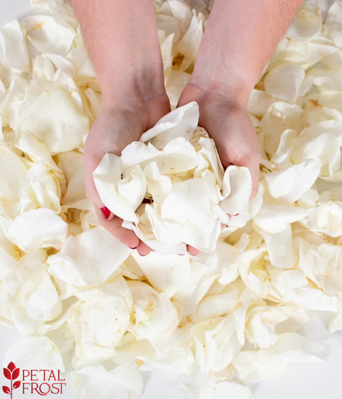White Rose Petals